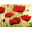 Coquelicots IV-1799719196