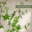 Enkianthus japonais en pot 78 po Everleaf