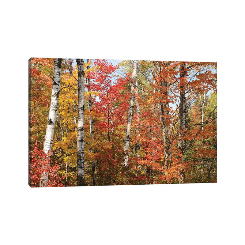 Fall Color Pallette by Brian Wolf - Wrapped Canvas Print, 66.04 cm H x 45.72 cm W x 3.175 cm D
