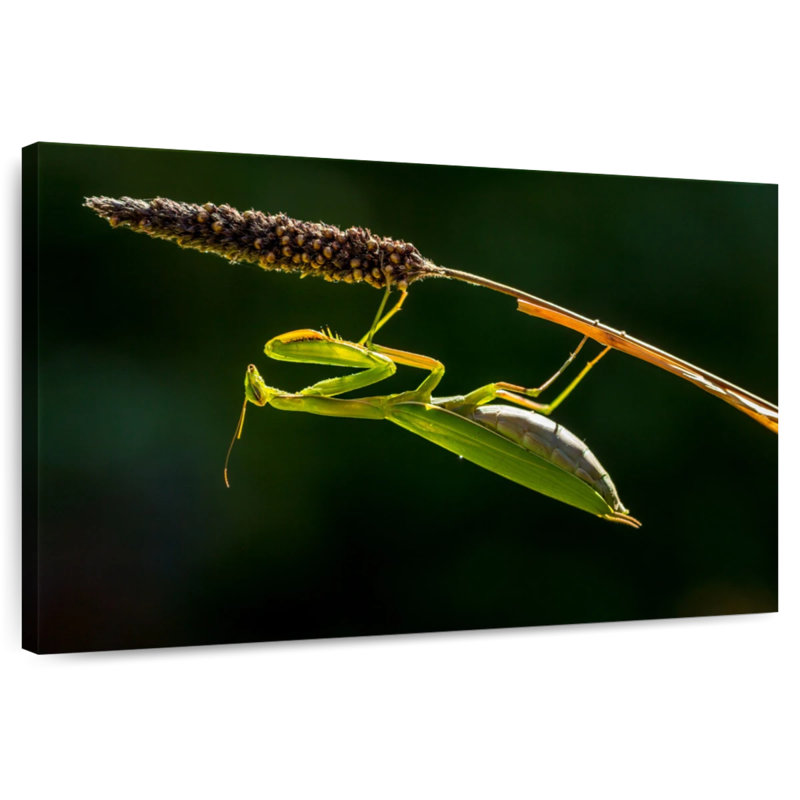 Hanging Praying Mantis, 26" H x 39" W