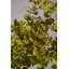 76cm Eucalyptus Branch