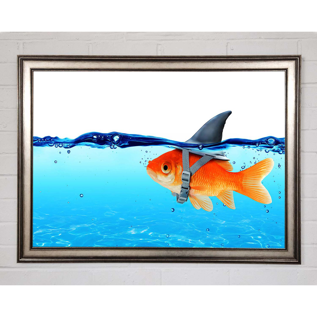 Gerahmtes Bild Goldfish Shark