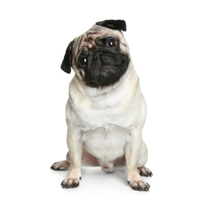 Funny Pug Puppy - Wrapped Canvas Print
