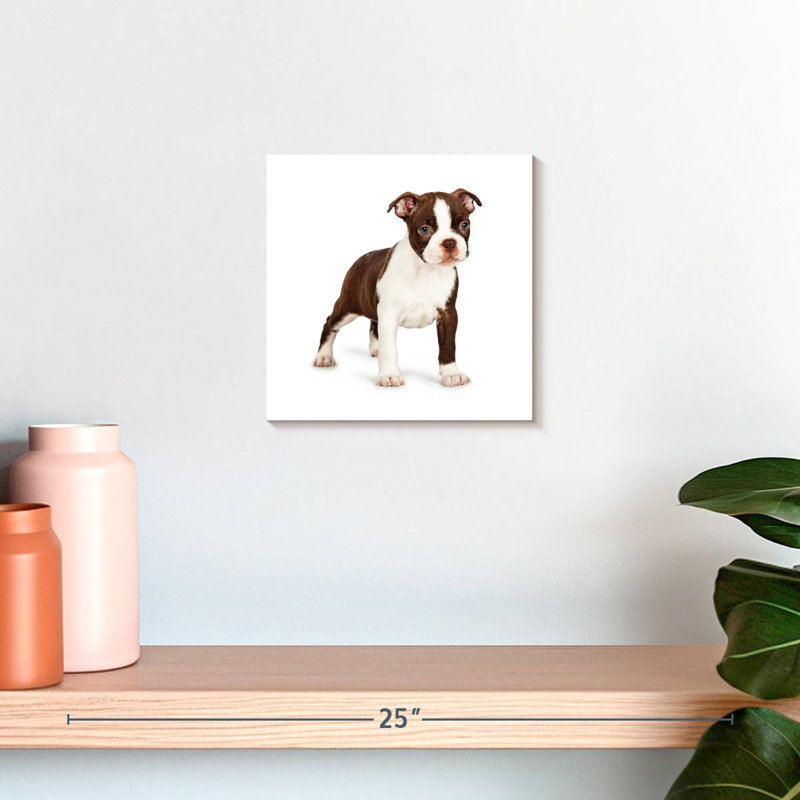 Crowle Baby Boston Terrier, H 10 po x l 10 po