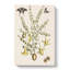Butterflies & Flowers by Mark Catesby - Wrapped Canvas-55314086