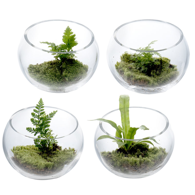 Bougeoirs décoratifs en verre 4 pièces Terrariums