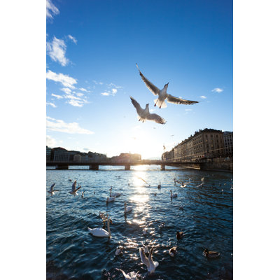 Seagulls flying over geneva city