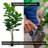 Handmade Artificial Large Fiddle Fig Tree with Real Wood-1590995382