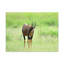 No Frame Print on Canvas-1341187398