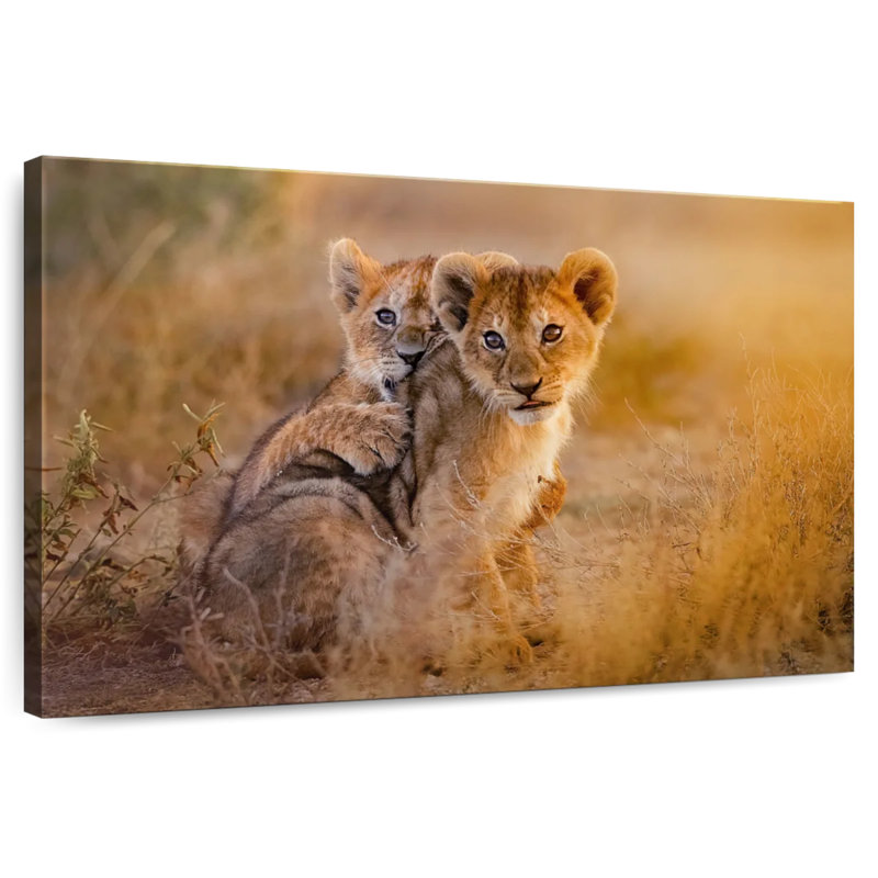 Adorables lionceaux Brampt, H 24 po x l 36 po