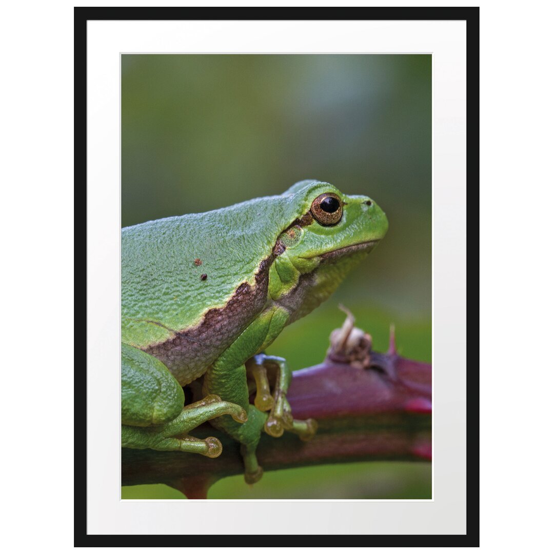 Gerahmtes Poster Kleiner Frosch auf Dornenast