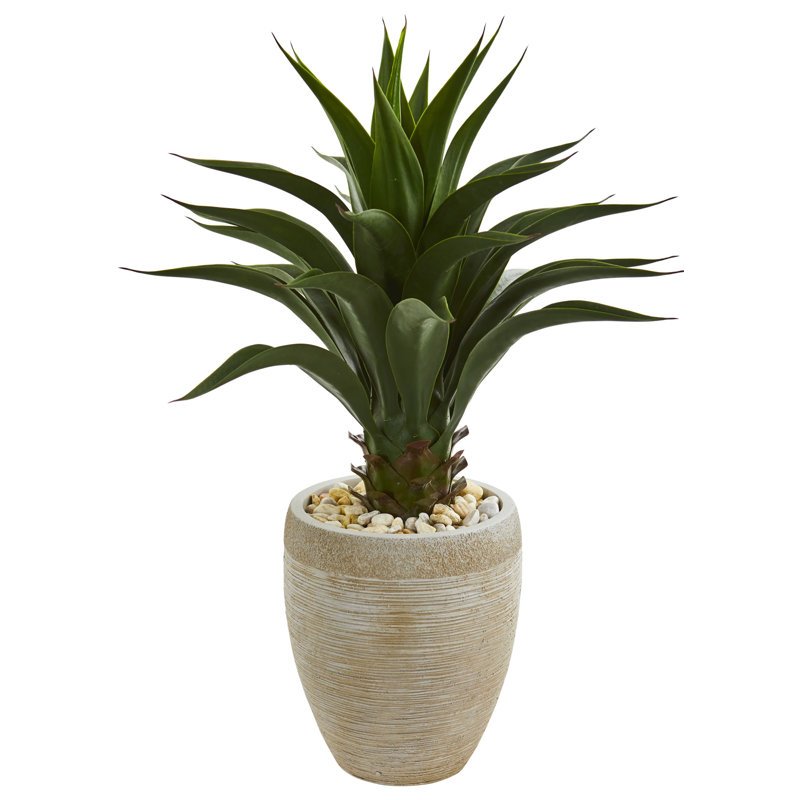 Agave plante de sol dans un pot de fleurs
