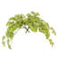 15 plantes-94734803