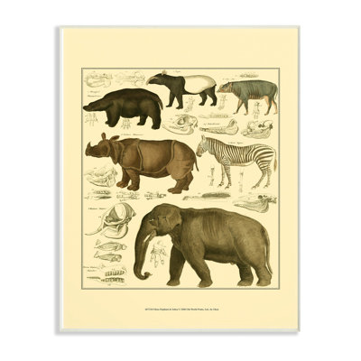 " Animal Anatomy Illustration "