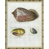 Seashells Giclee Print by Isabelle De Borchgrave