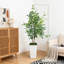 Ficus benjamin artificiel 6 pi Evergreen-1483755944