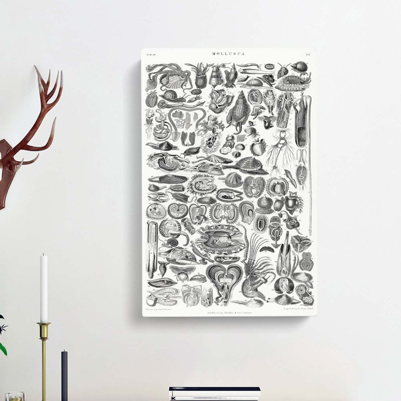 Study Of Mollusc Shells LX by Oliver Goldsmith - Wrapped Canvas Print, 76cm H x 50cm W x 3cm D