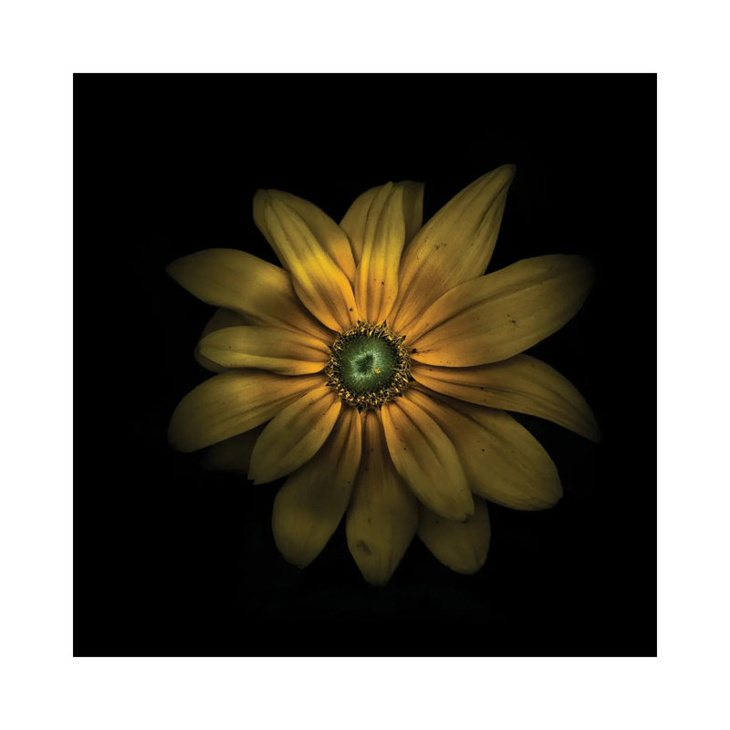 Green Center Daisy by Brian Carson - Wrapped Canvas Print, 45.72 cm H x 45.72 cm W x 1.91 cm D