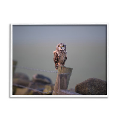 Intensely Gazing Owl Perché