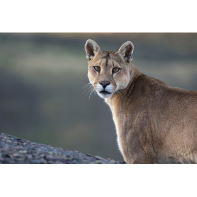 Gros plan sur un couguar sauvage (Puma Concolor Concolor) - photographie sur toile tendue