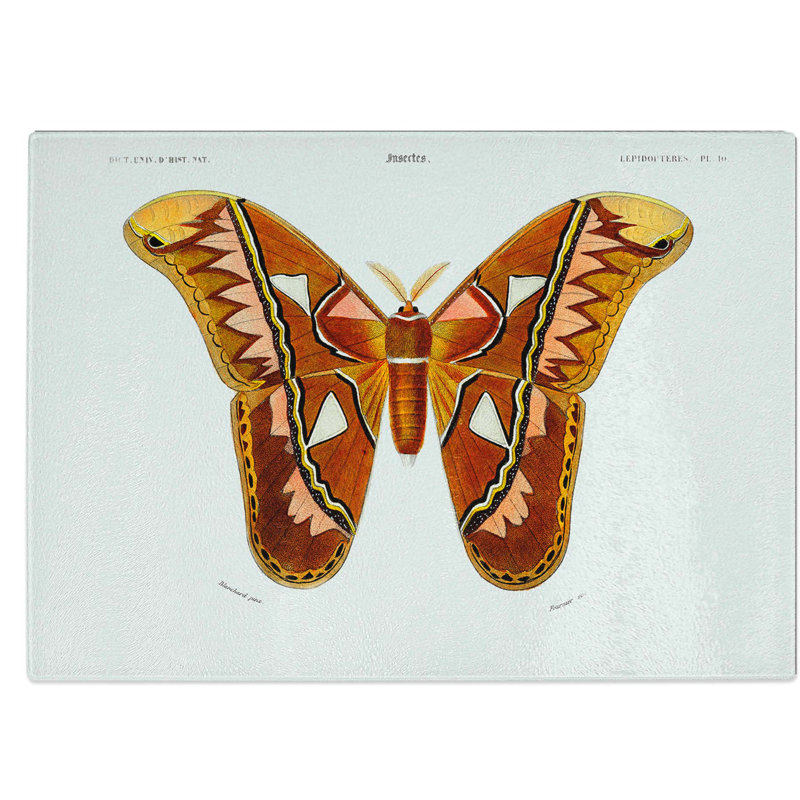 Tempered Glass Attacus Atlas Moth Chopping Board, 39 cm W x 28.5 cm L
