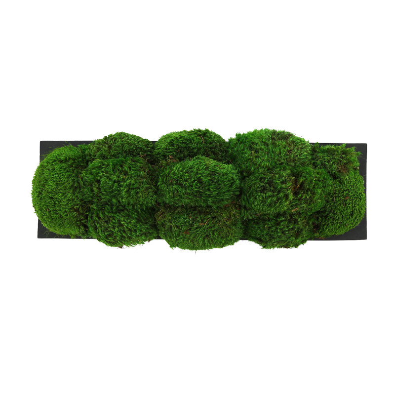 Nature's Nostalgia Moss Plant in Fiberstone Planter, Black, 8'' H x 19'' W x 8'' D