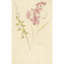 Oleander en brem (1677 - 1755)