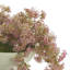 Organic Modern Weeping Laurel