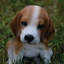 Statue chiot beagle assis