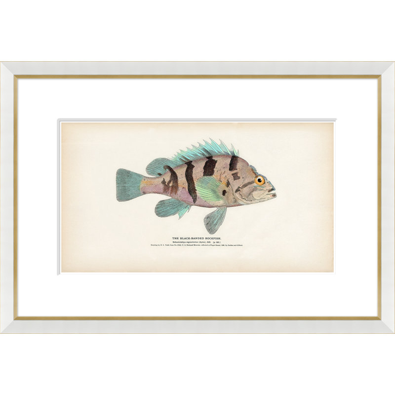 Animals Print by Soicher Marin Archives