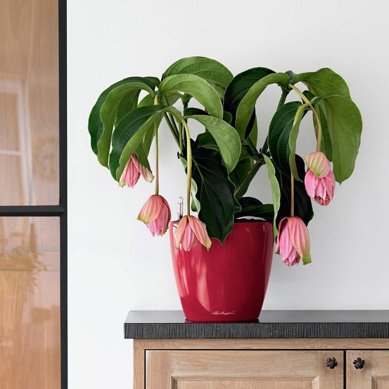Classico Pot Planter, Black, 33cm H x 35cm W x 35cm D