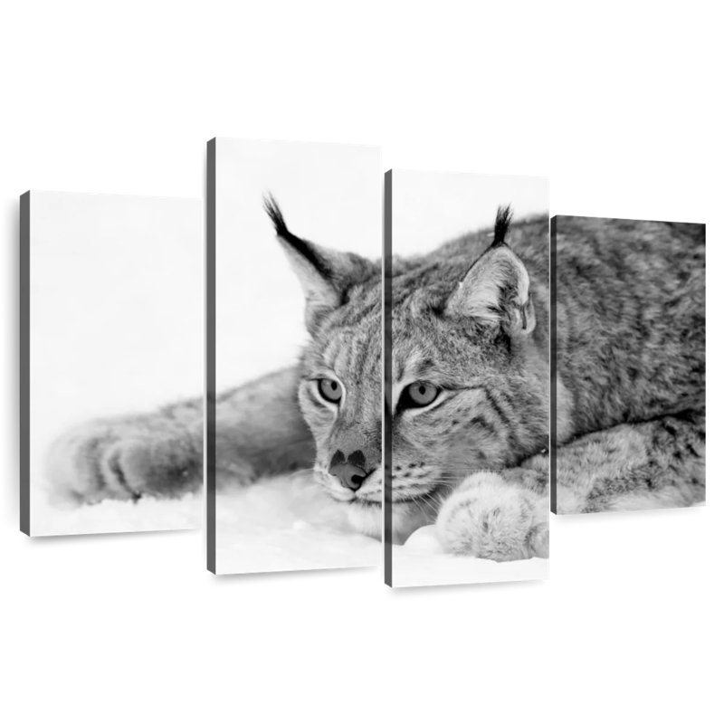 Brampt Lynx BW