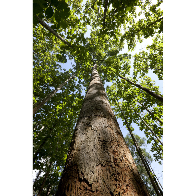Teak Forest Canopy by Enviromantic - Print, 91cm H x 61cm W