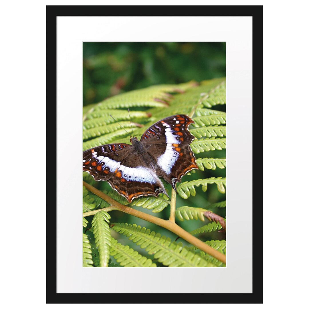 Gerahmtes Poster Schmetterling auf Farnblatt