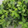 Faux Boxwood 18'' Wreath