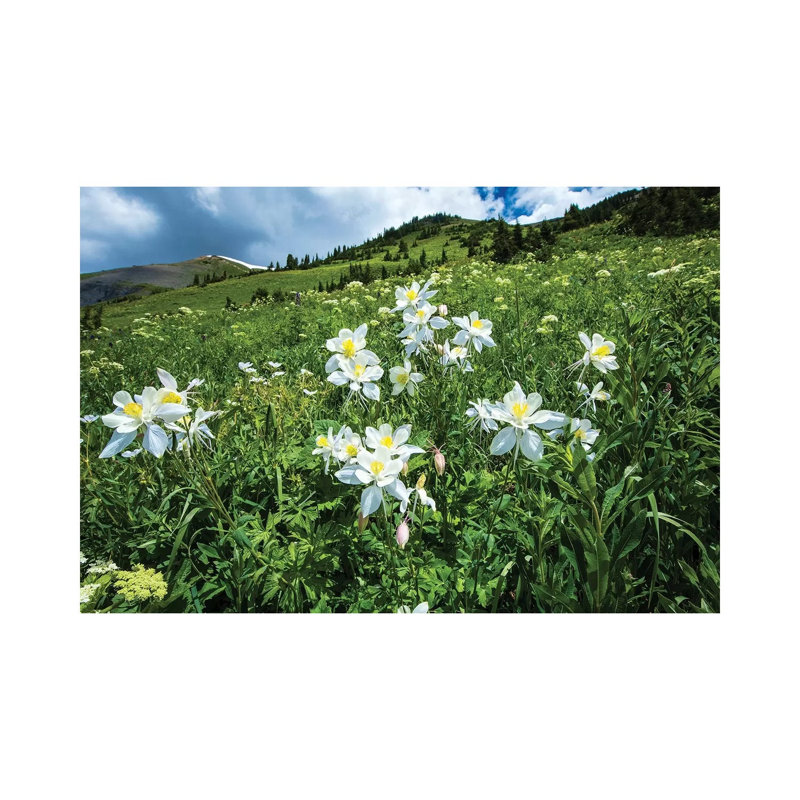 Wildflowers Growing In A Field, Crested Butte, Colorado, USA - Wrapped Canvas Print, 20.32 cm H x 30.48 cm W