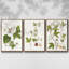 «Passion Flower Trio I», ensemble de 3 toiles encadrées-97709345-97709352