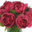 Peonies Floral Arrangement in Vase-1251473893