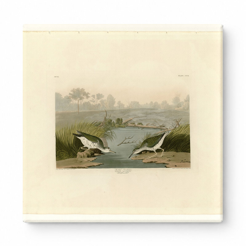 Bécasseau tacheté, plaque CCDX (1835) - art mural carré sur toile, 12" W x 12" H