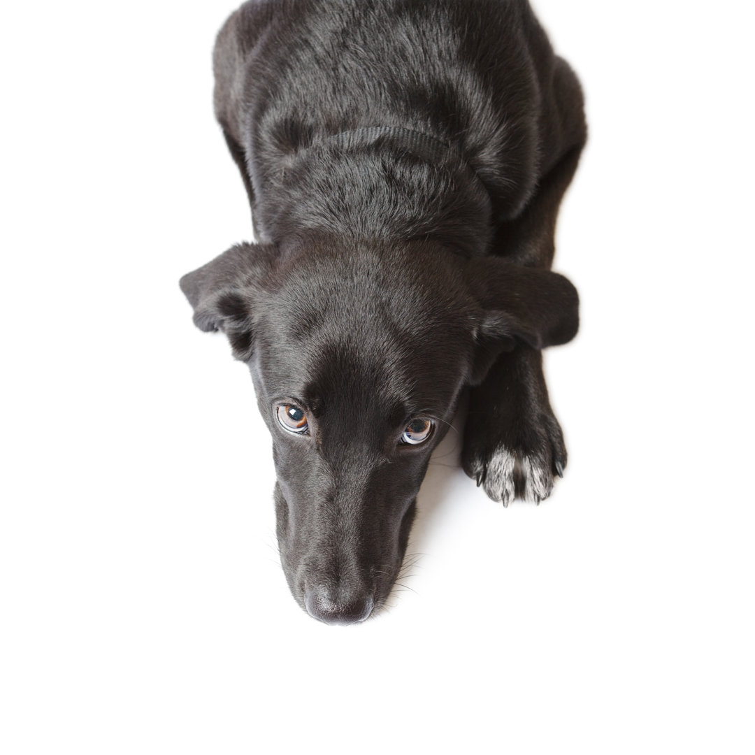 Black Puppy von Timsa - Kunstdrucke auf Leinwand ohne Rahmen