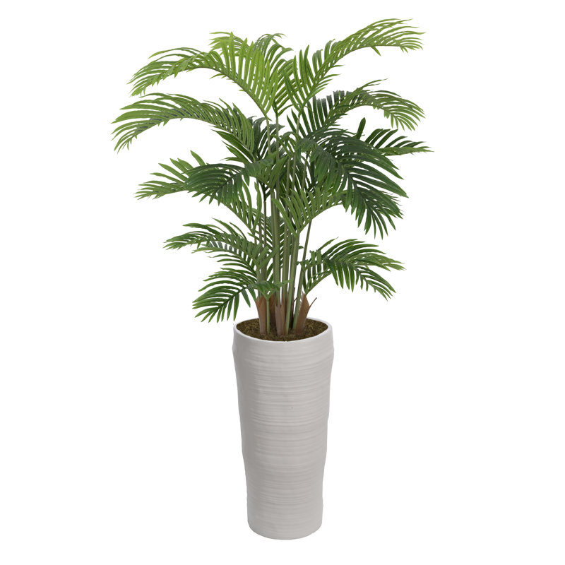 Palmier 48 po en pot