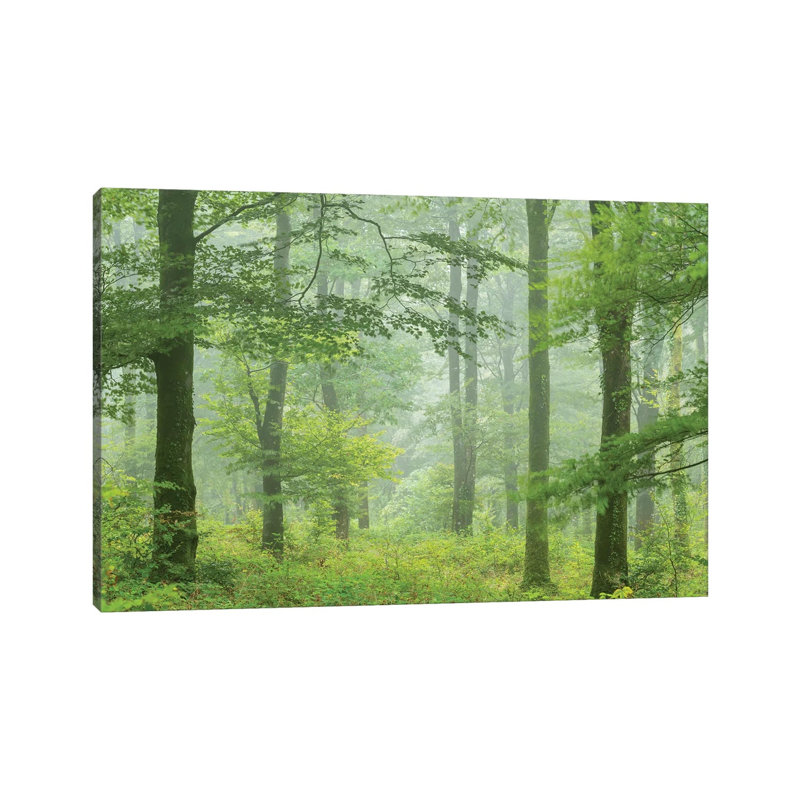 Misty Summer Forest by Adam Burton - Wrapped Canvas Print, 20.32 cm H x 30.48 cm W