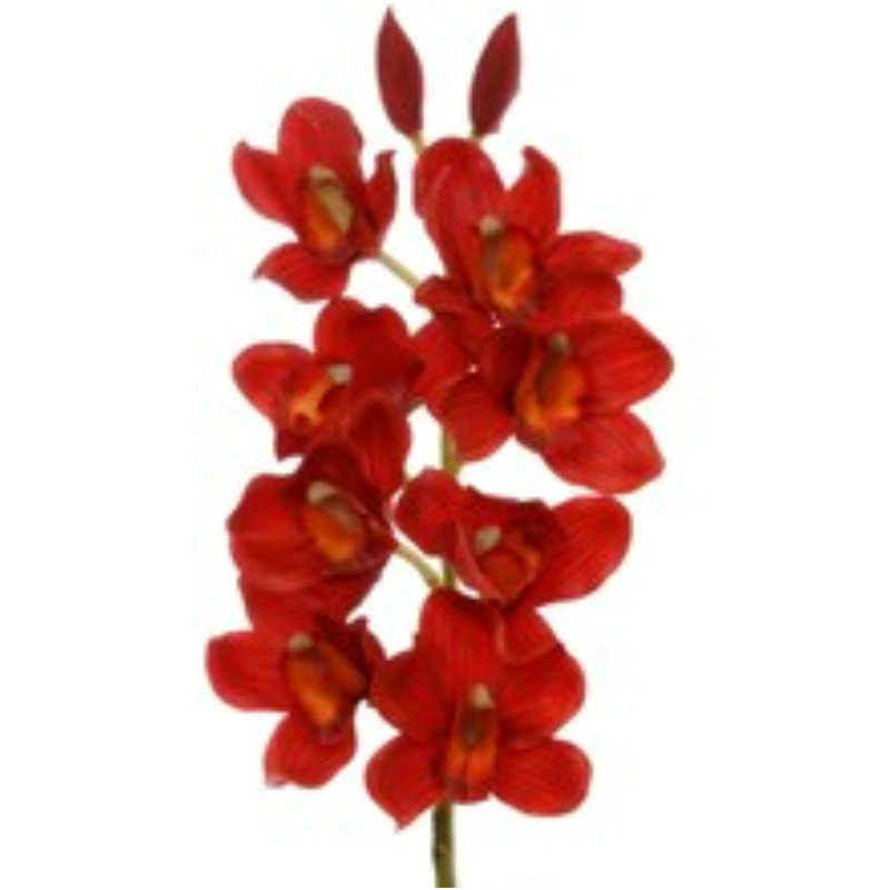 30" Cymbidium Orchid Stem - 3 Pack