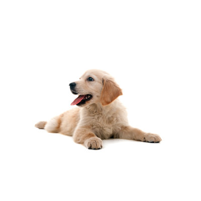 «Little Dog» par 101Cats