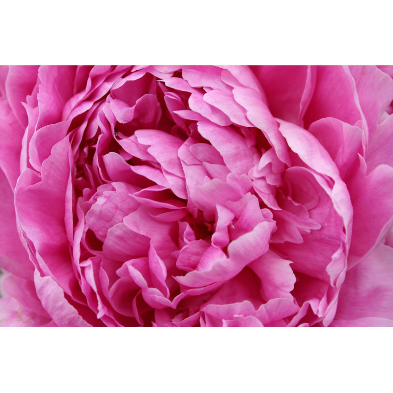 Luscious Pink Peony - Wrapped Canvas Print, 30cm H x 46cm W x 3.8cm D