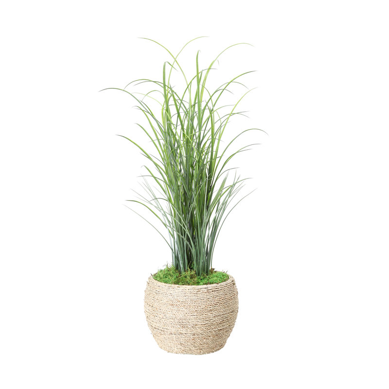 Herbe dans un pot à fleurs, Petit