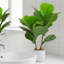 Ensemble de 2 figuiers artificiels 17,7 po en pot blanc Ficus Lyrata