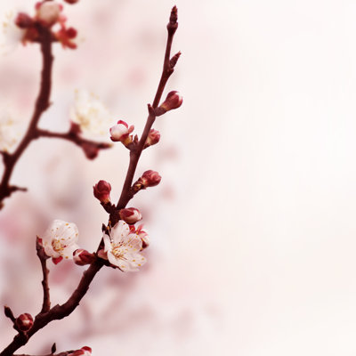 Blossom 1 Piece Wrapped Canvas Wall Art