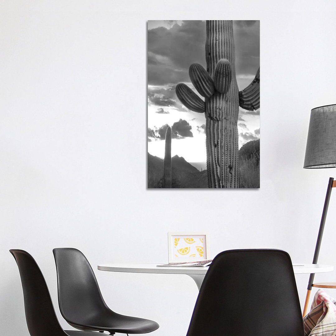 Saguaro Kakteen, Tucson Mountains, Arizona von Tim Fitzharris - Galerie-verpackte Leinwand Giclée auf Leinwand