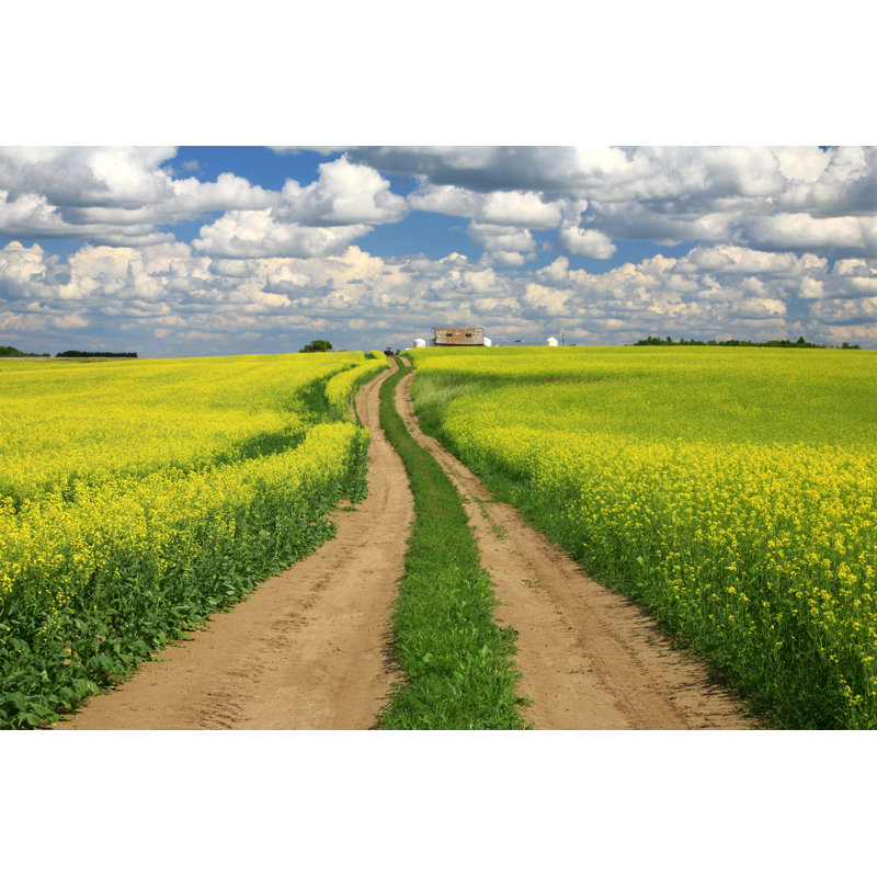 Road Through Canola - Wrapped Canvas Print, 61cm H x 91cm W x 3.8cm D